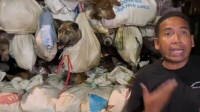 Polisi gagalkan penyeludupan 226 ekor anjing di Semarang 