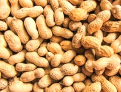 4 Manfaat Kacang Tanah Bagi Kesehatan