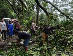 Aksi Heroik! Warga dan Polisi Bekerja Sama Evakuasi Pohon Tumbang