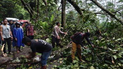 Aksi Heroik! Warga dan Polisi Bekerja Sama Evakuasi Pohon Tumbang