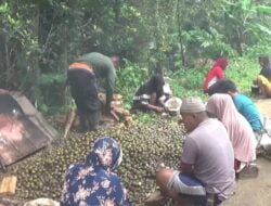 Mendulang Rupiah Dari Kampung Kolang Kaling di Cilacap
