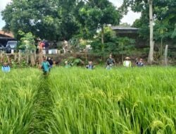 Atasi Serangan Hama Babinsa di Cilacap Turun Sawah Bantu Petani