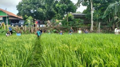Atasi Serangan Hama Babinsa di Cilacap Turun Sawah Bantu Petani