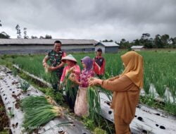 Sinergi Babinsa dan Petani: Ketahanan Pangan Pulosari Diperkuat Melalui Pendampingan dan Komsos