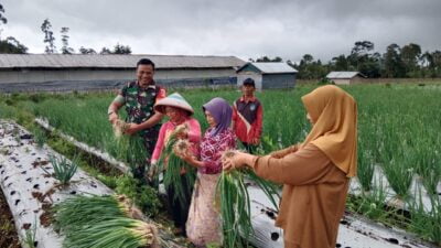 Sinergi Babinsa dan Petani: Ketahanan Pangan Pulosari Diperkuat Melalui Pendampingan dan Komsos