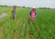 Peran Strategis Babinsa dalam Meningkatkan Produksi Pangan Desa Pener: Program Luas Tambah Tanam