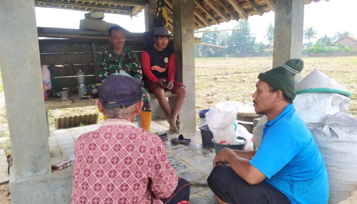Dukung Upaya Pemerintah Wujudkan Swasembada Pangan, Ini Yang Dilakukan Babinsa Koramil Cimanggu Kepada Petani
