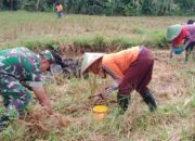 Solidaritas Babinsa Tanpa Batas Dalam Peluasan Areal Tanam (PAT) Di Wilayah Binaan