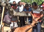 Jelang Hari Raya Idul Adha Jasa Salon Kambing di Banyumas Ramai