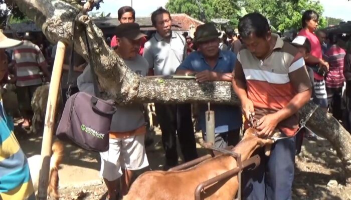 Jelang Hari Raya Idul Adha Jasa Salon Kambing di Banyumas Ramai