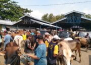 Jelang Idhul Adha Pedagang Pasar Hewan Randudongkal Keluhkan Sepi Pembeli