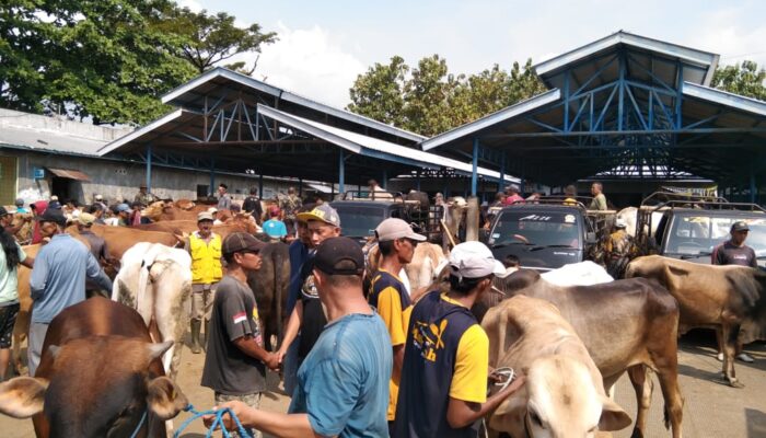 Jelang Idhul Adha Pedagang Pasar Hewan Randudongkal Keluhkan Sepi Pembeli