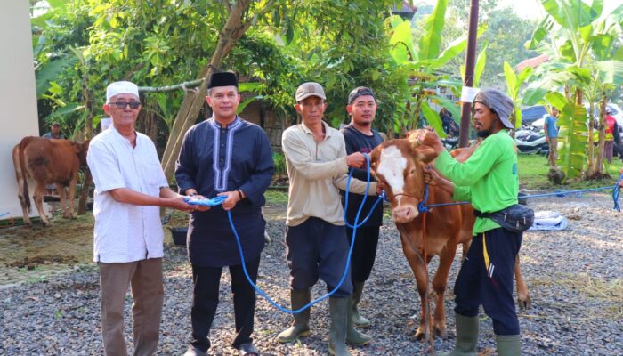 Polres Pekalongan Kurban 7 Sapi dan 2 Kambing, Diantaranya Disalurkan ke Takmir Masjid dan Pondok Pesantren