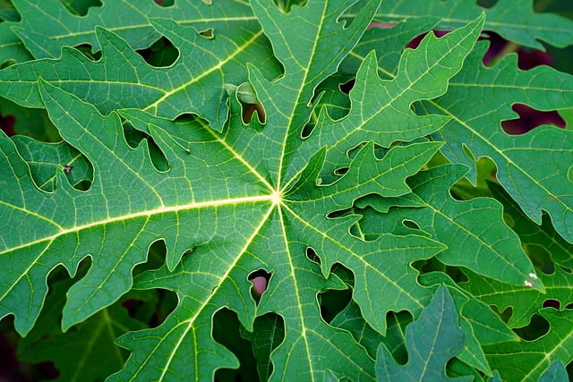 Daun Pepaya