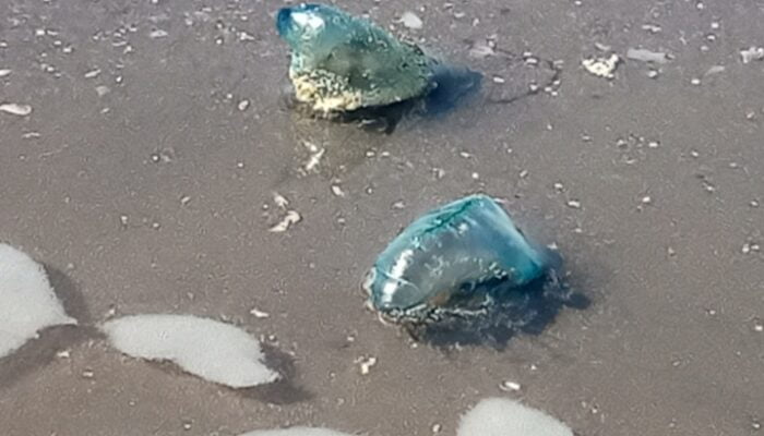 Ubur Ubur Beracun Muncul di Pantai Telukpenyu Cilacap, Wisatawan Dihimbau Waspada