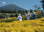 Sejuknya Hawa Lereng Gunung Slamet Sambil Menikmati Hamparan Taman Bunga