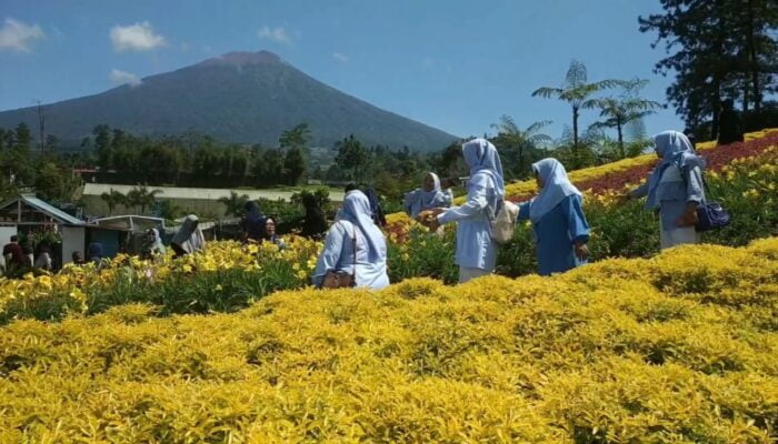 Sejuknya Hawa Lereng Gunung Slamet Sambil Menikmati Hamparan Taman Bunga