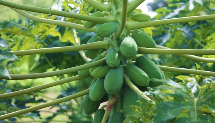 Terungkap! Inilah 7 Rahasia Sehat yang Tersembunyi di Balik Daun Pepaya yang Sederhana