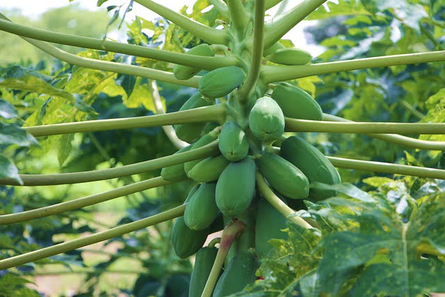 Daun Pepaya