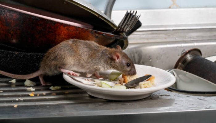 Demam Lassa Tewaskan 163 Orang di Nigeria, Waspada Kotoran Tikus!