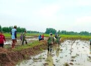 Kolaborasi TNI dan Petani: Upaya Bersama dalam Pemberantasan Hama Tikus di Desa Susukan