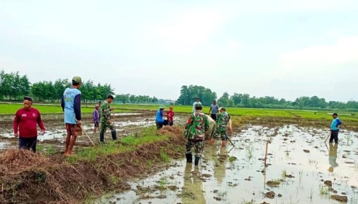 Kolaborasi TNI dan Petani: Upaya Bersama dalam Pemberantasan Hama Tikus di Desa Susukan