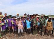 Kolaborasi Babinsa dan Petani dalam Kesuksesan Pola Tanam Jajar Legowo Super