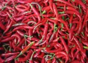 Hujan Deras Bikin Harga Cabai di Pemalang Melonjak Dua Kali Lipat