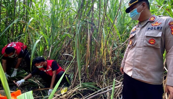 Kerangka Manusia Ditemukan di Lahan Tebu Bantul, Petani Laporkan ke Polisi