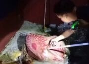 Penemuan Mayat Dalam Kain Gegerkan Penghuni Kontrakan