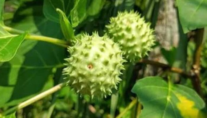 Jangan Coba-coba! 7 Dampak Negatif Makan Pohon Kecubung