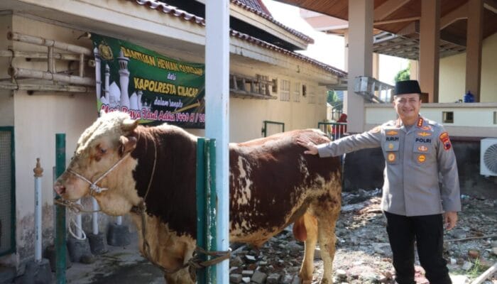 Sapi Kurban Berbobot 700 Kilogram Diserahkan Kapolresta Cilacap ke Masjid Agung Darussalam