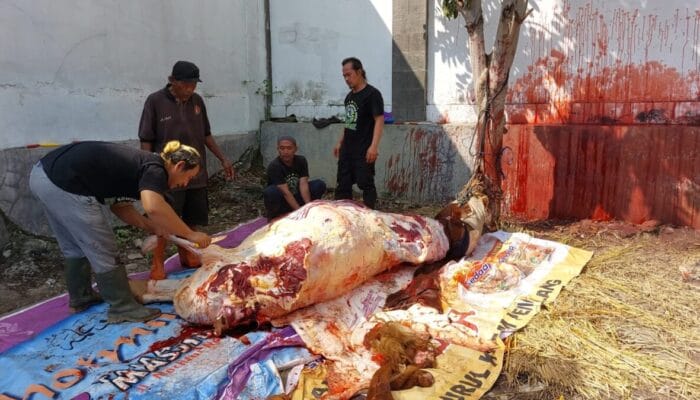 Si Jumbo dari Presiden Prabowo: Sapi Kurban Hampir 1 Ton di Pemalang Diuji Layak Konsumsi