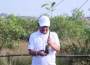 5 Ribu Mangrove Lindungi Pantai Pemalang dari Ancaman Abrasi