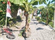 HUT RI ke 80; Tanam Pisang di Jalan Rusak, Warga Moga Protes Tak Kunjung Merdeka dari Infrastruktur Buruk