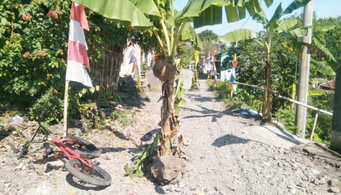 HUT RI ke 80; Tanam Pisang di Jalan Rusak, Warga Moga Protes Tak Kunjung Merdeka dari Infrastruktur Buruk