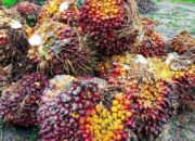 Harga CPO Tertekan karena Potensi Kenaikan Produksi