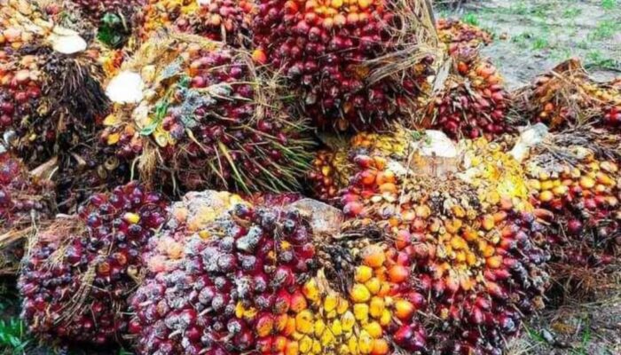 Harga CPO Tertekan karena Potensi Kenaikan Produksi