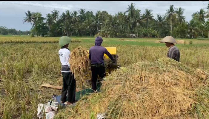 Dukung Ketahanan Pangan Gandeng Petro Kimia Gresik Poktan Karya Makmur Panen Raya Demplot Padi