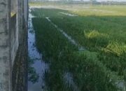 Puluhan Tahun Gagal Panen! Jeritan Petani Cilacap: Normalisasi Kali Tipar Segera atau Kami Rugi Total