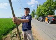 Aksi Nyata Pemalang: Ratusan Tabebuya ‘Aneka Warna’ Penuhi Ruas Lawangrejo dan Banjardawa