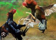 Diduga Kebal Hukum, Arena Sabung Ayam di Kalitengah Beroperasi Lama Tanpa Penindakan