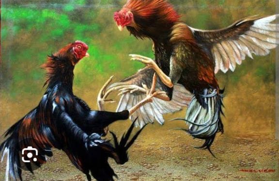 Diduga Kebal Hukum, Arena Sabung Ayam di Kalitengah Beroperasi Lama Tanpa Penindakan