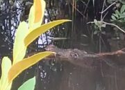 Kronologi Bocah 10 Tahun Diterkam Buaya di Depan Teman Sebaya