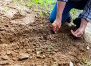 Wamentan Ingatkan Petani: Pupuk Tidak Gratis, Tapi Harga Sudah Lebih Terjangkau