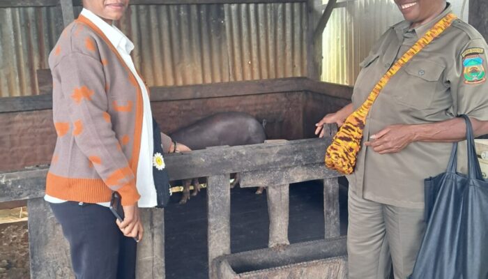 Natal Bersama Pemda: Satpol PP Dogiyai Sumbang Hewan Ternak