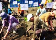 Lestarikan Alam ARuPA Tanam Ribuan Bibit Mangrove di Pesisir Bengawan Adiraja