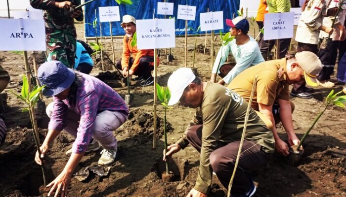 Lestarikan Alam ARuPA Tanam Ribuan Bibit Mangrove di Pesisir Bengawan Adiraja