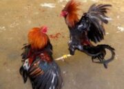 Warga Resah, Dugaan Praktek Judi Sabung Ayam di Wonotirto Blitar Tetap Eksis di Bulan Ramadhan