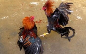 Warga Resah, Dugaan Praktek Judi Sabung Ayam di Wonotirto Blitar Tetap Eksis di Bulan Ramadhan